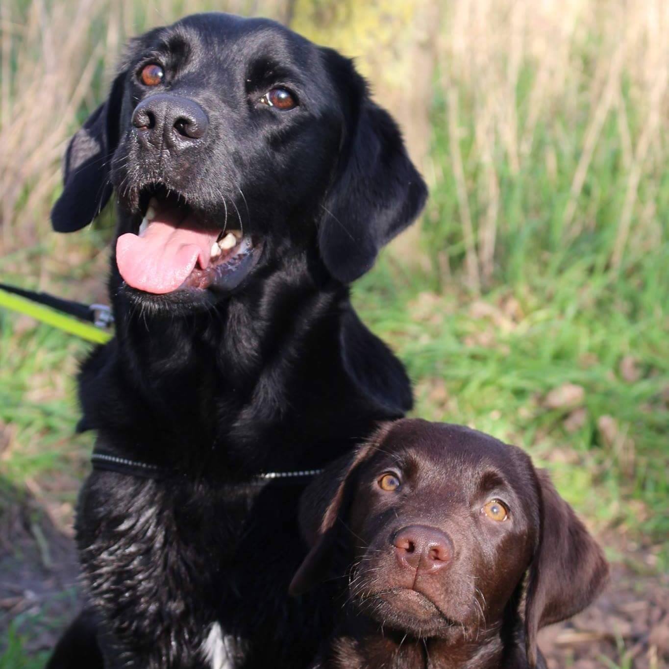 Onze Charley en Amy